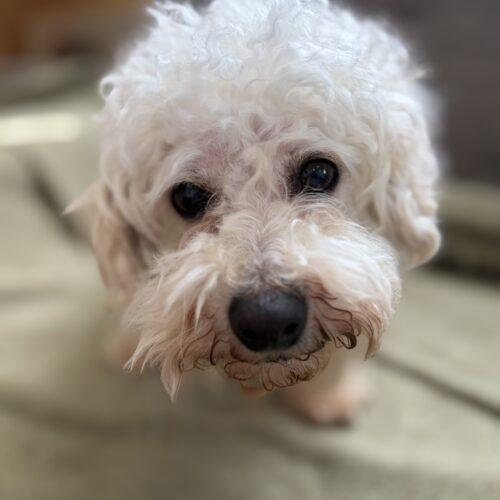 Enlarge Paddy (Pearl), a Adoptable mixed breed in Vienna, ON image 2/5