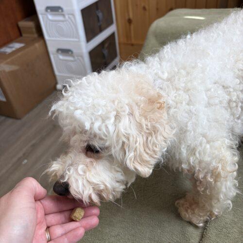 Enlarge Paddy (Pearl), a Adoptable mixed breed in Vienna, ON image 3/5