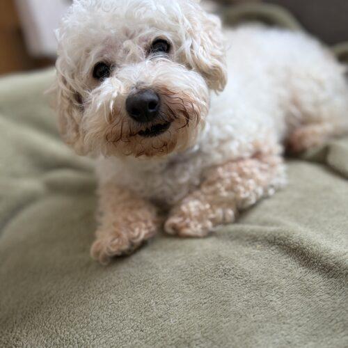 Enlarge Paddy (Pearl), a Adoptable mixed breed in Vienna, ON image 4/5