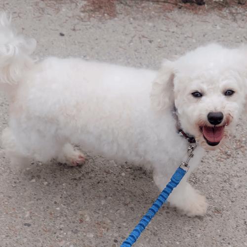 Enlarge Paddy (Pearl), a Adoptable mixed breed in Vienna, ON image 5/5