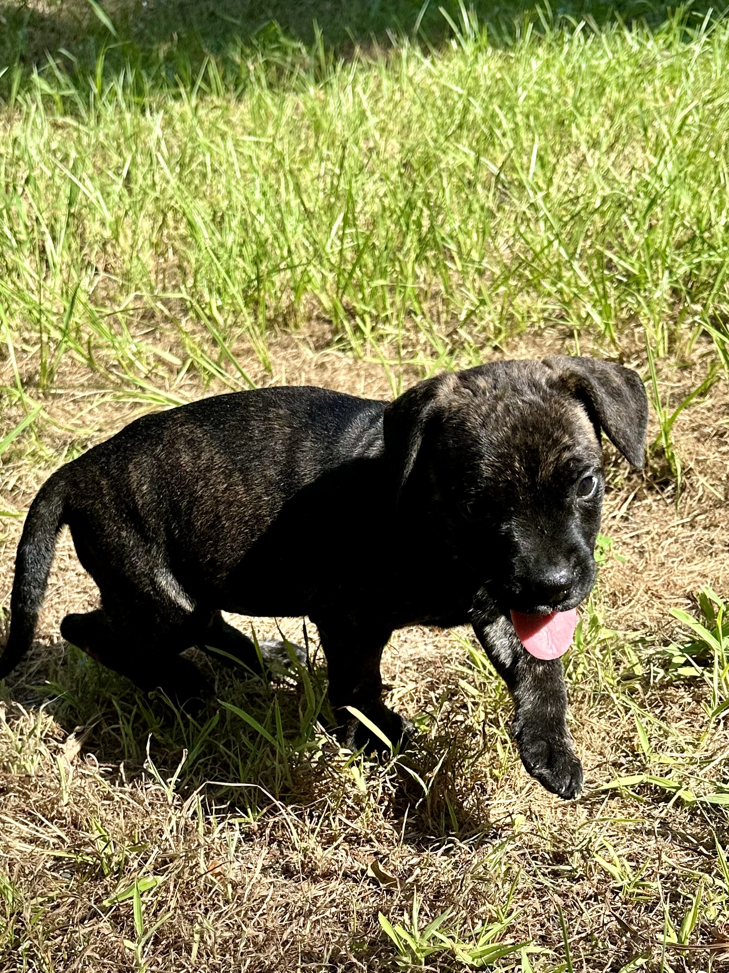 Poppy, Adopted, Puppy Female Catahoula Leopard Dog & Black Mouth Cur.