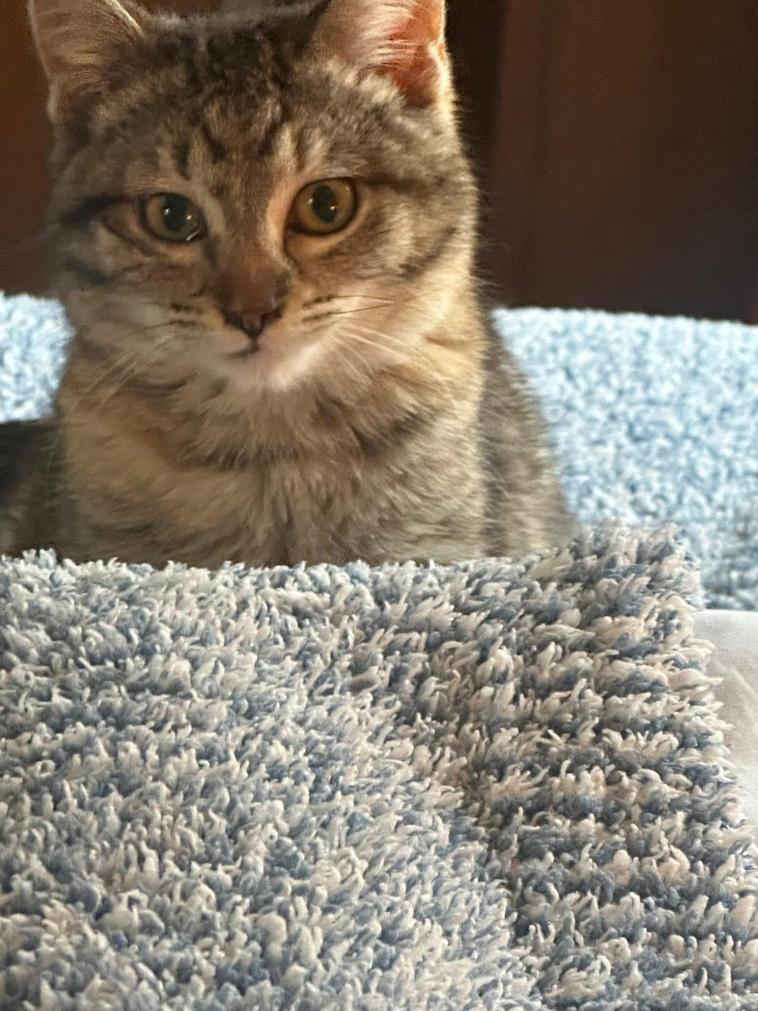 Enlarge River, a Adoptable Domestic Short Hair in Madison, WI image 3/3