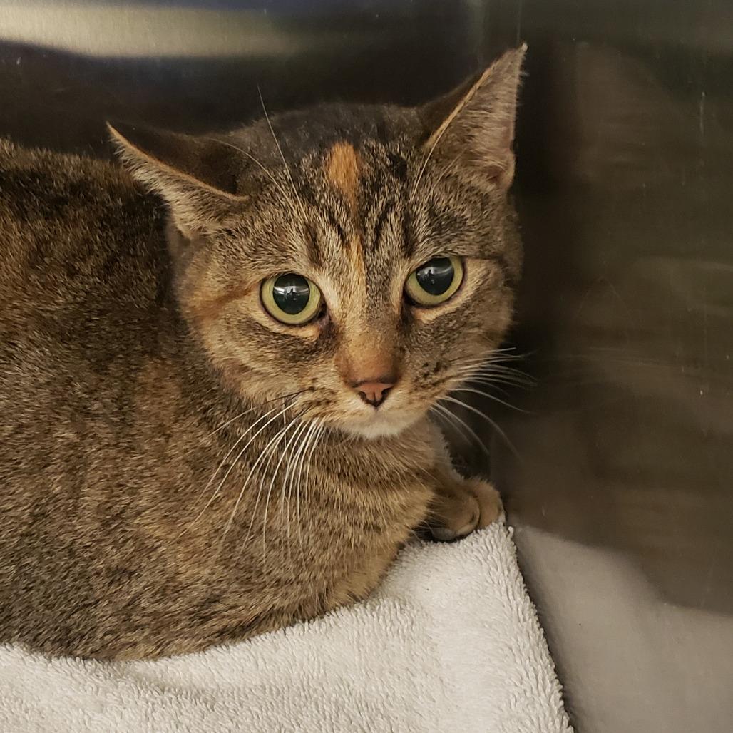 Enlarge Rhonda, a Adoptable Domestic Short Hair in Columbia Station, OH image 1/1