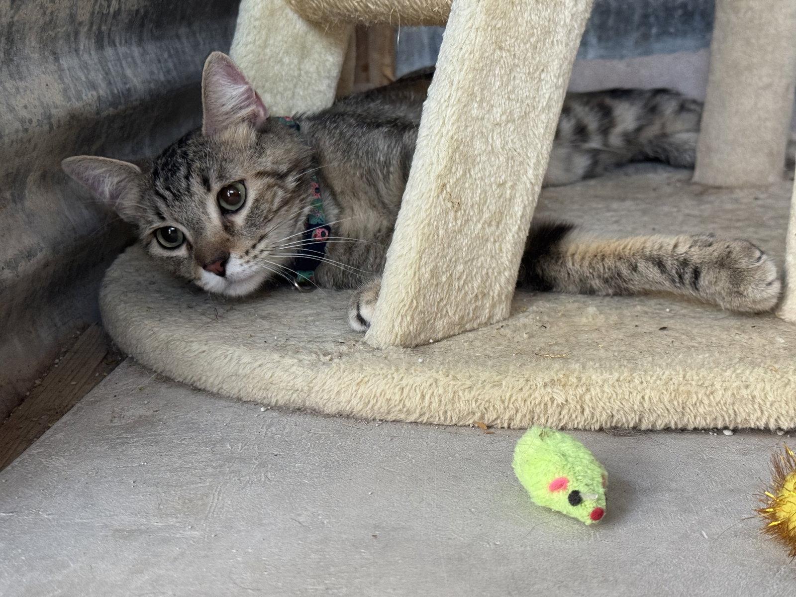 Sugar, Adoptable, Young Female Domestic Short Hair.