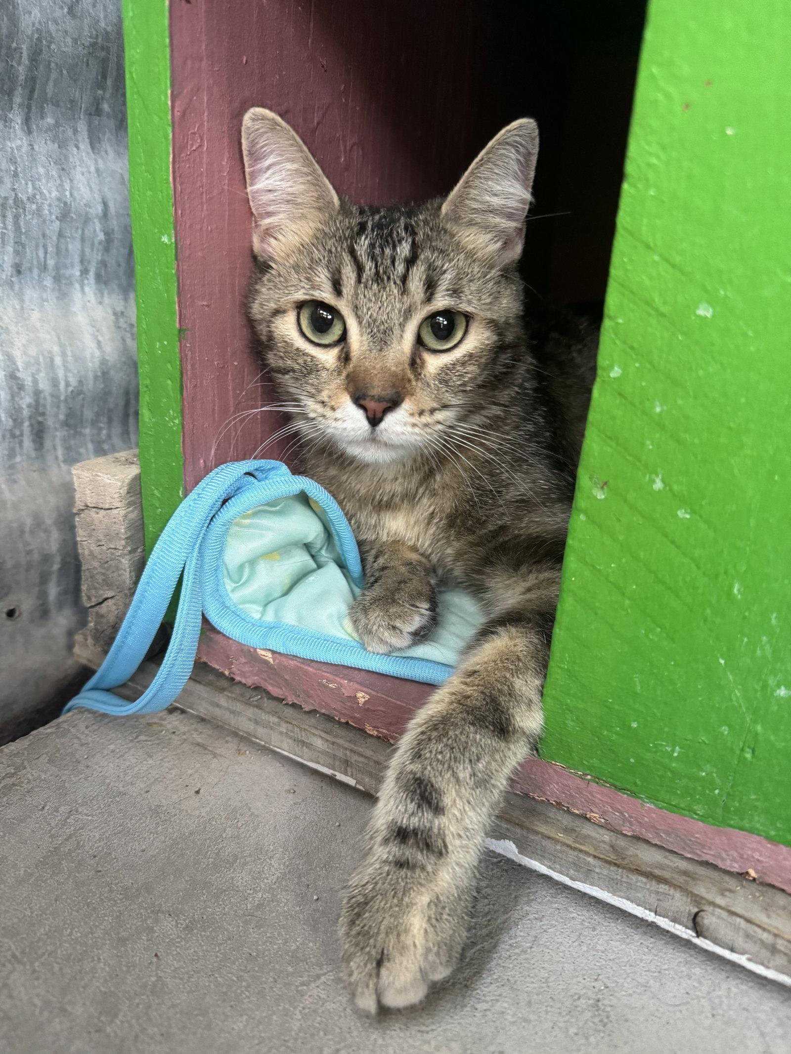 Sugar, a Adoptable Domestic Short Hair in Williamsburg, NM image 2/3