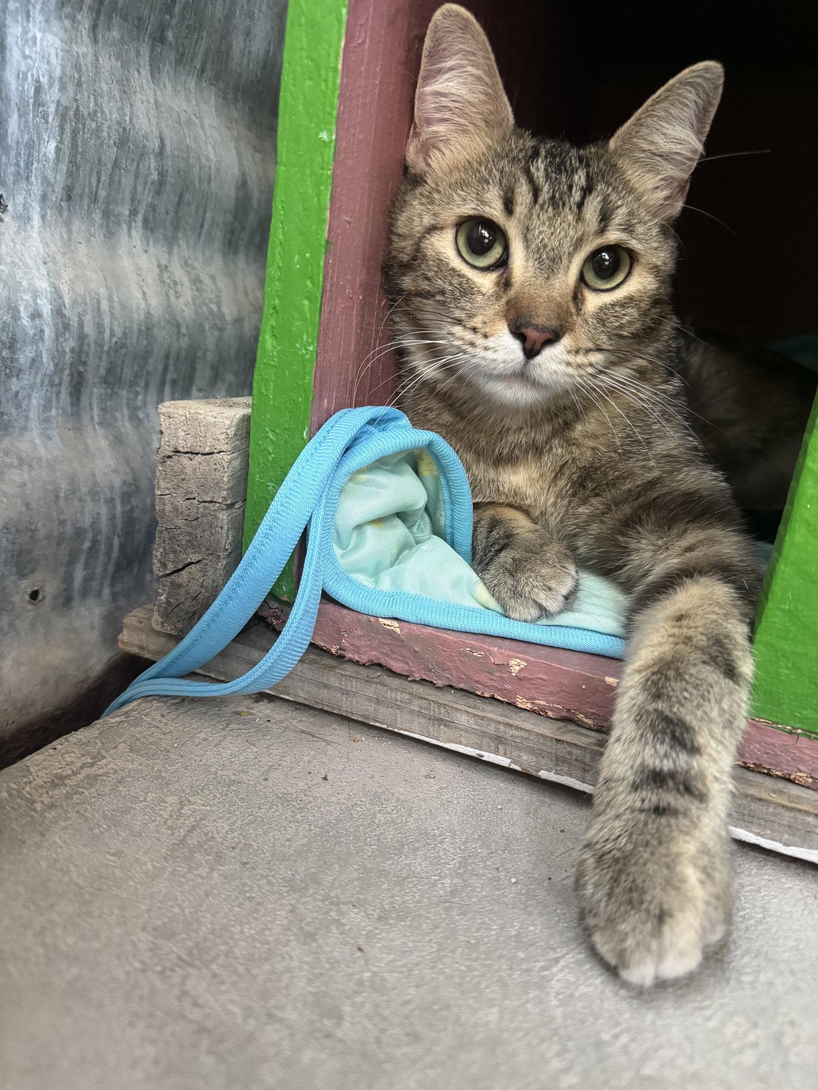 Sugar, a Adoptable Domestic Short Hair in Williamsburg, NM image 3/3