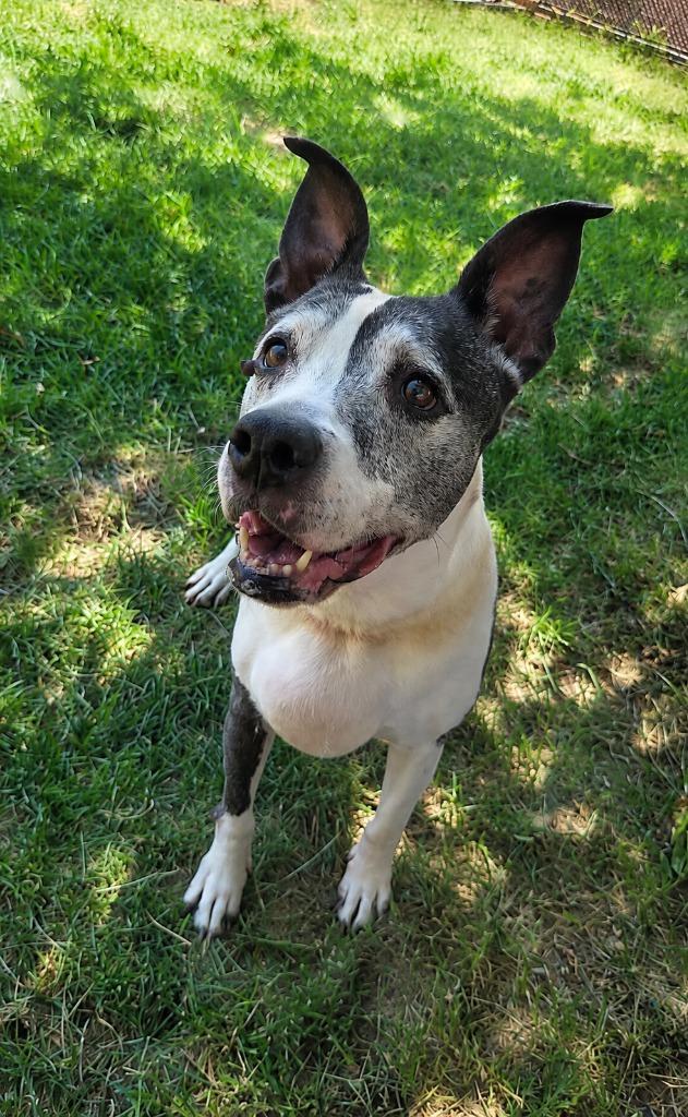 Enlarge Yogurt, a Adoptable mixed breed in Salt Lake City, UT image 3/5