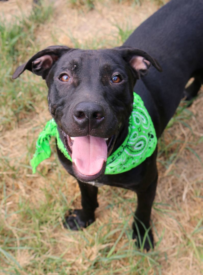 Parker, a Adoptable mixed breed in Brattleboro, VT image 2/10