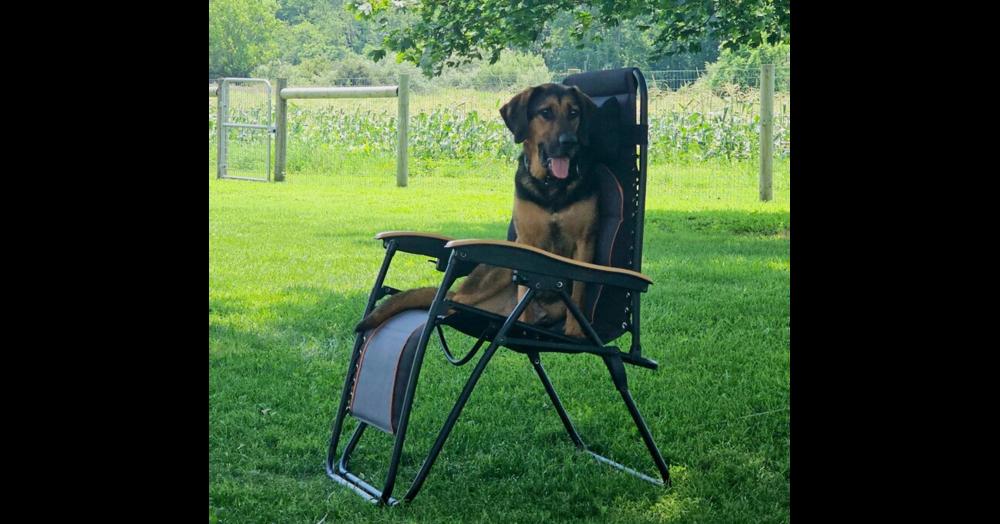 Enlarge Boswell, a Adoptable mixed breed in Breinigsville, PA image 1/4