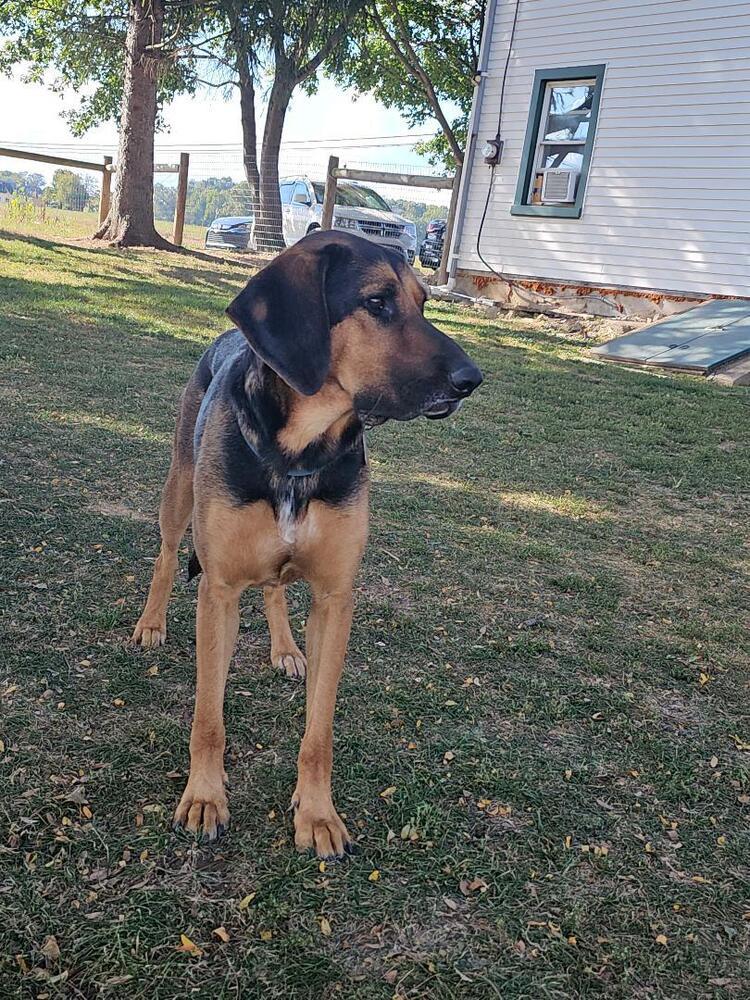 Enlarge Boswell, a Adoptable mixed breed in Breinigsville, PA image 3/4