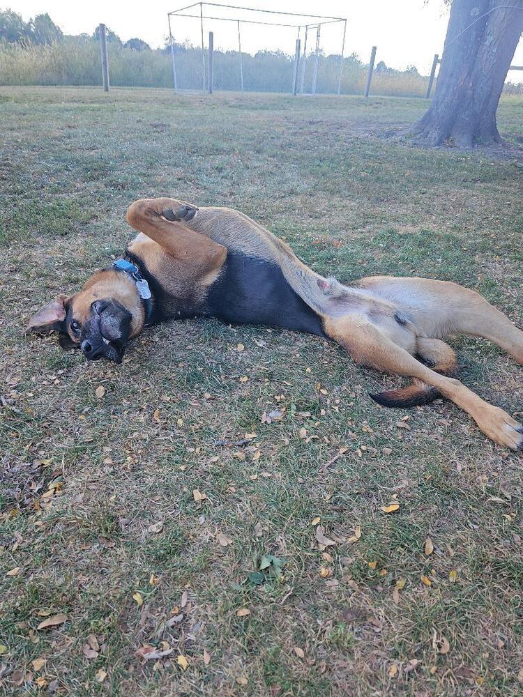 Enlarge Boswell, a Adoptable mixed breed in Breinigsville, PA image 4/4