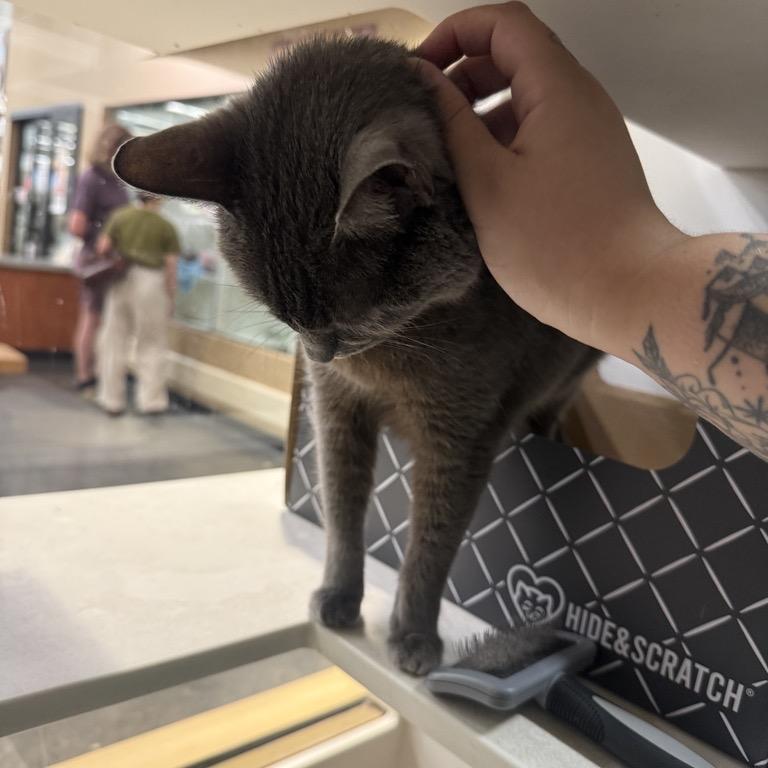 Carrie, Adoptable, Adult Female Domestic Short Hair.
