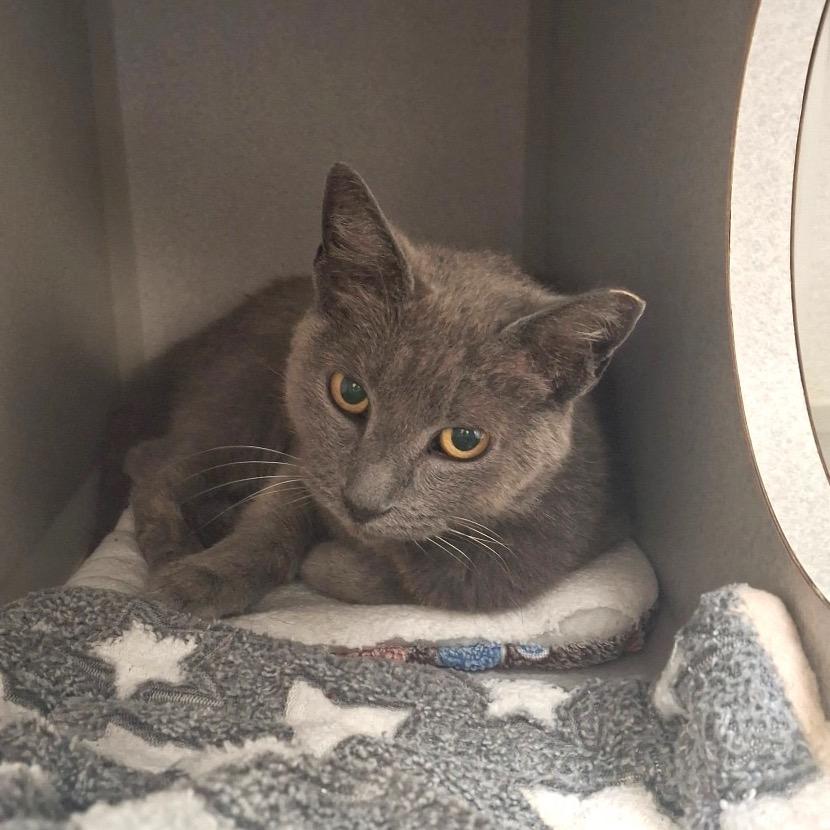 Enlarge Carrie, a Adoptable Domestic Short Hair in Long Beach, CA image 2/6