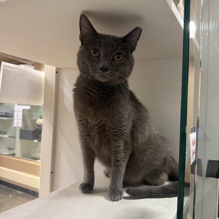 Enlarge Carrie, a Adoptable Domestic Short Hair in Long Beach, CA image 3/6