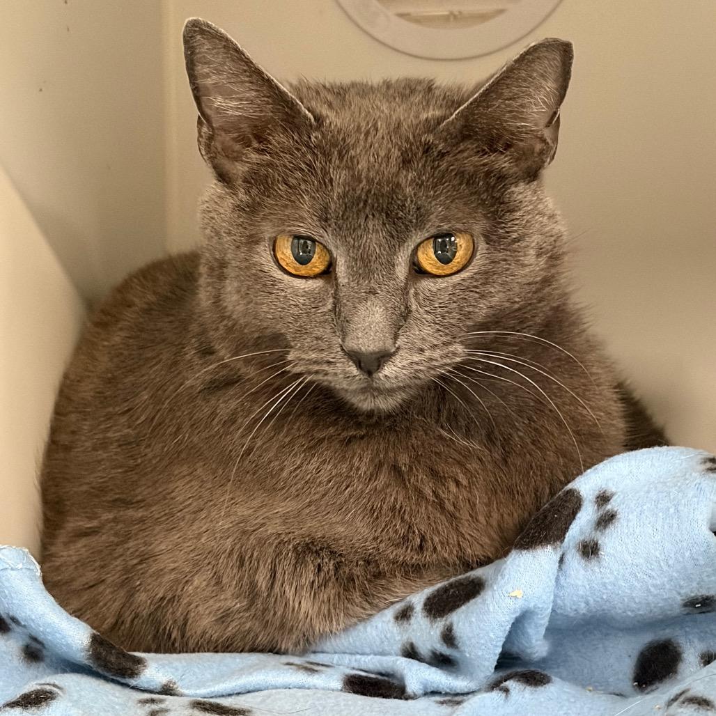 Enlarge Carrie, a Adoptable Domestic Short Hair in Long Beach, CA image 4/6