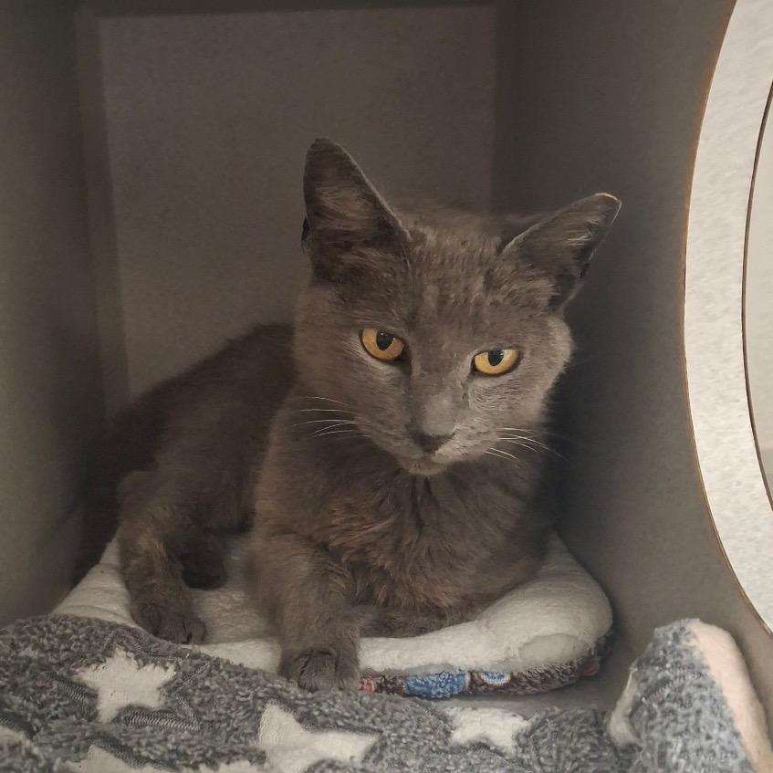 Enlarge Carrie, a Adoptable Domestic Short Hair in Long Beach, CA image 5/6