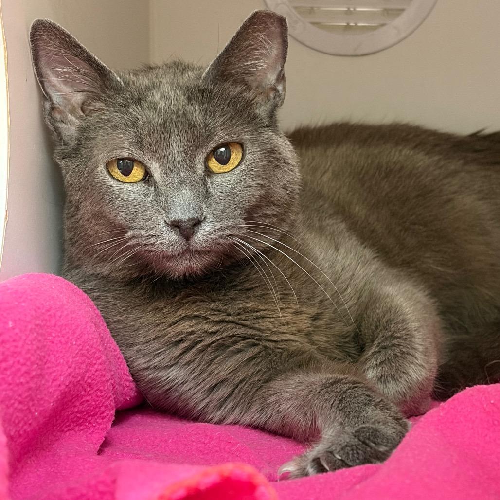 Enlarge Carrie, a Adoptable Domestic Short Hair in Long Beach, CA image 6/6