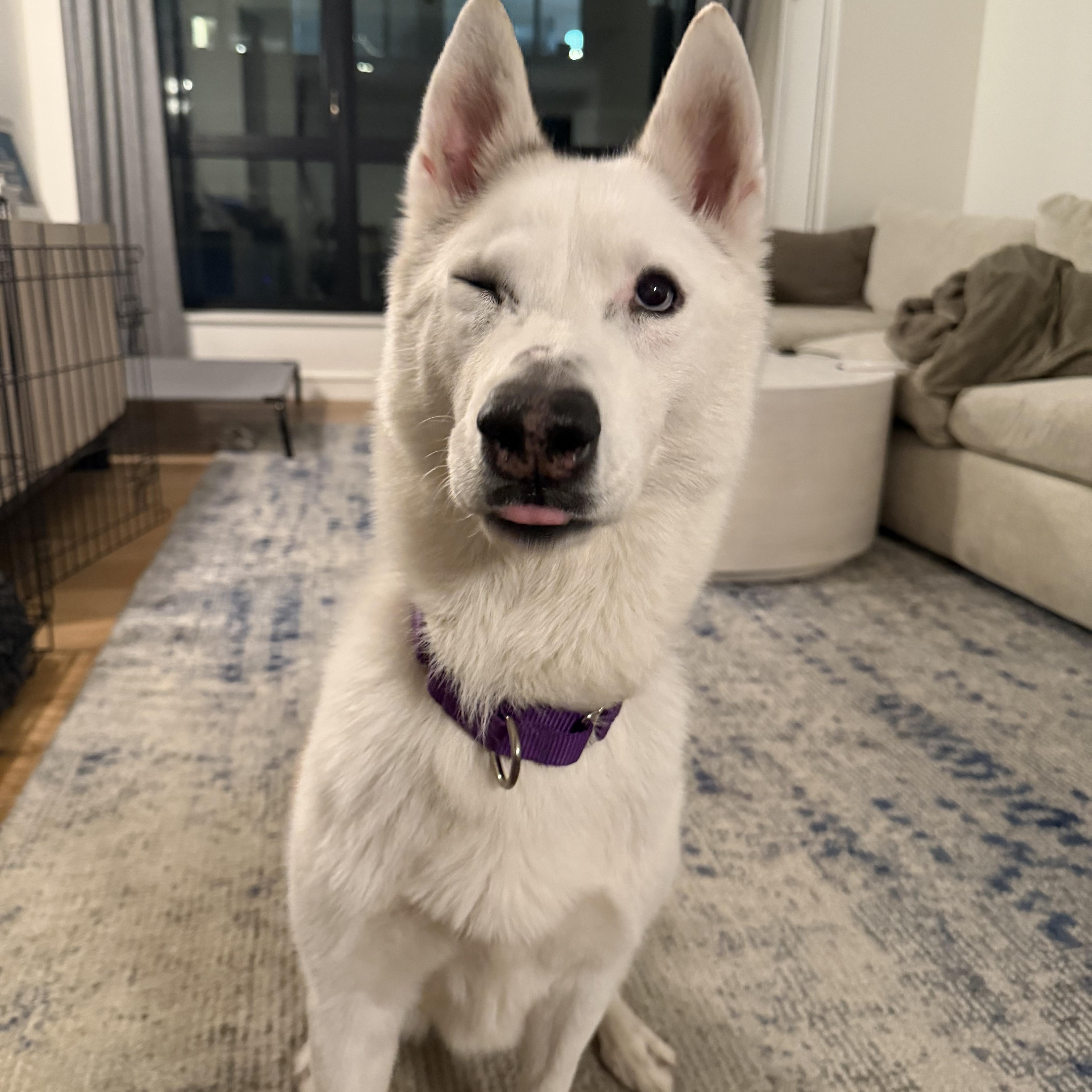 Enlarge Snow, a Adoptable Siberian Husky in Hudson , NY image 2/5