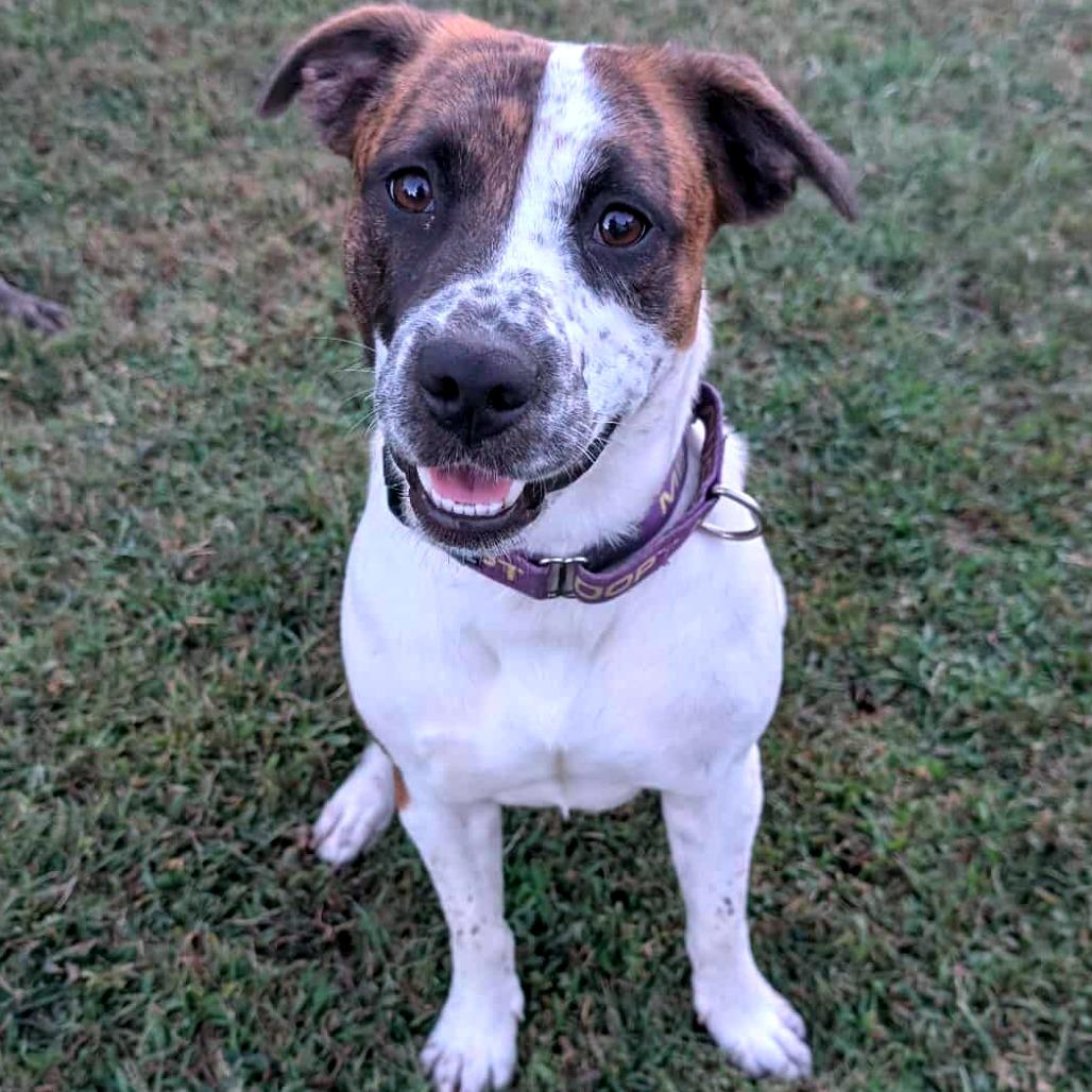 Sugah, Adoptable, Adult Female Mixed Breed.