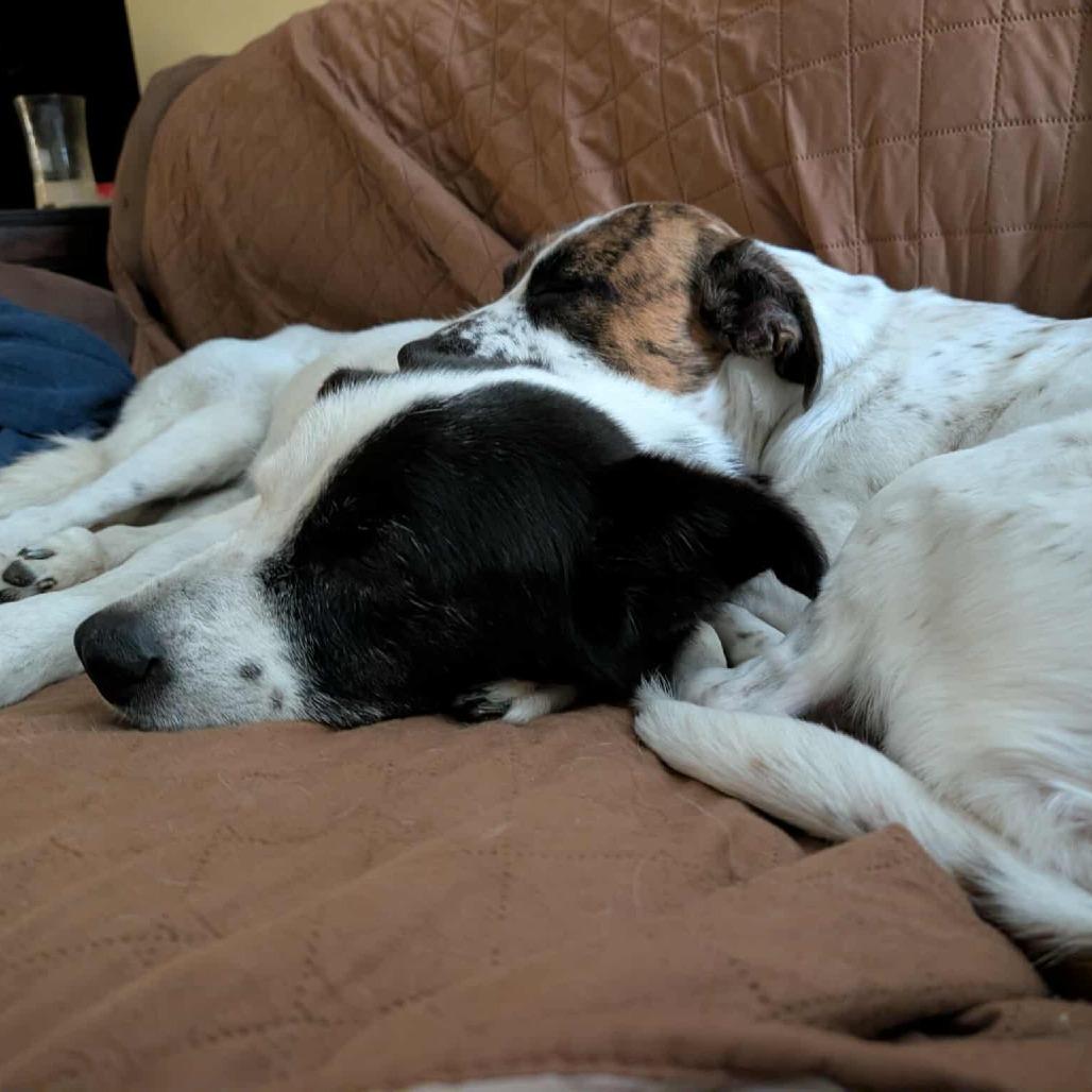 Enlarge Sugah, a Adoptable Mixed Breed in Clarksville, TN image 2/5