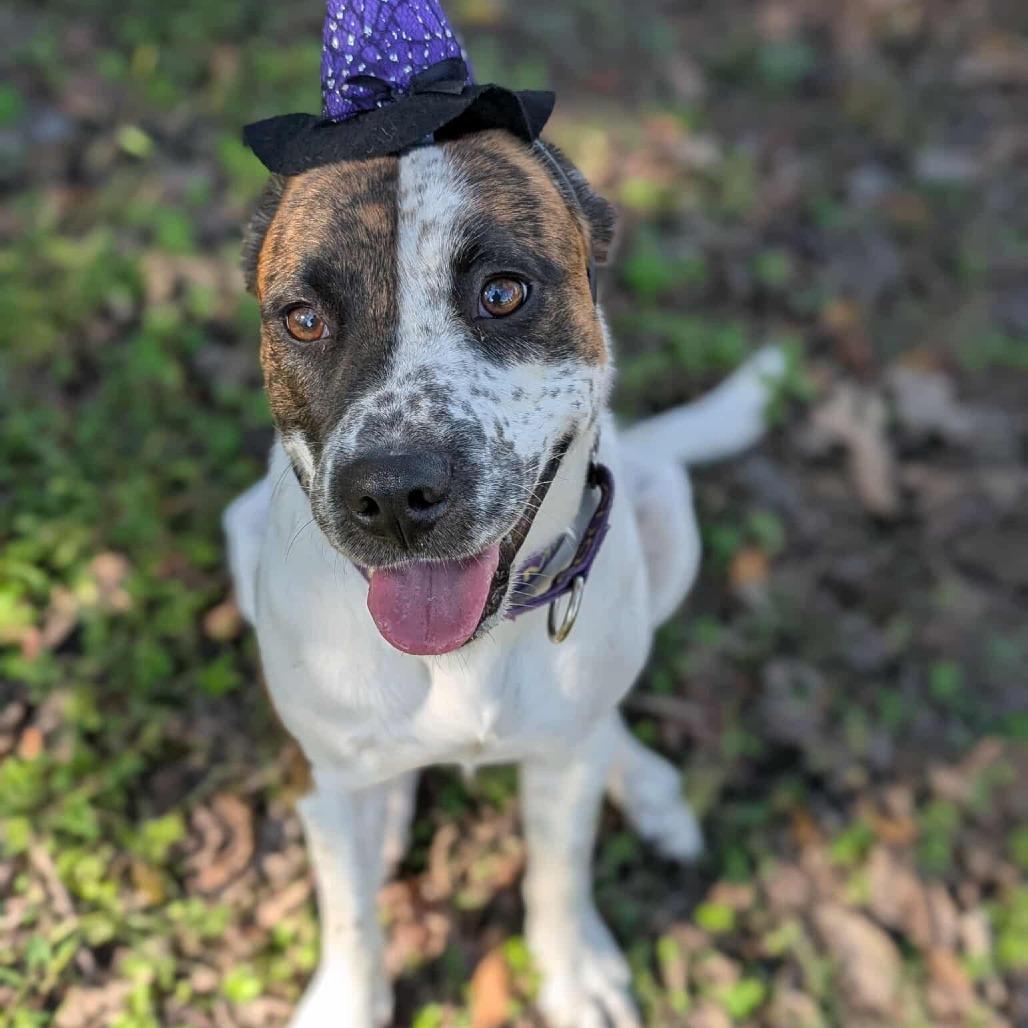 Enlarge Sugah, a Adoptable Mixed Breed in Clarksville, TN image 3/5