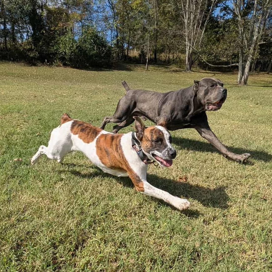 Enlarge Sugah, a Adoptable Mixed Breed in Clarksville, TN image 4/5