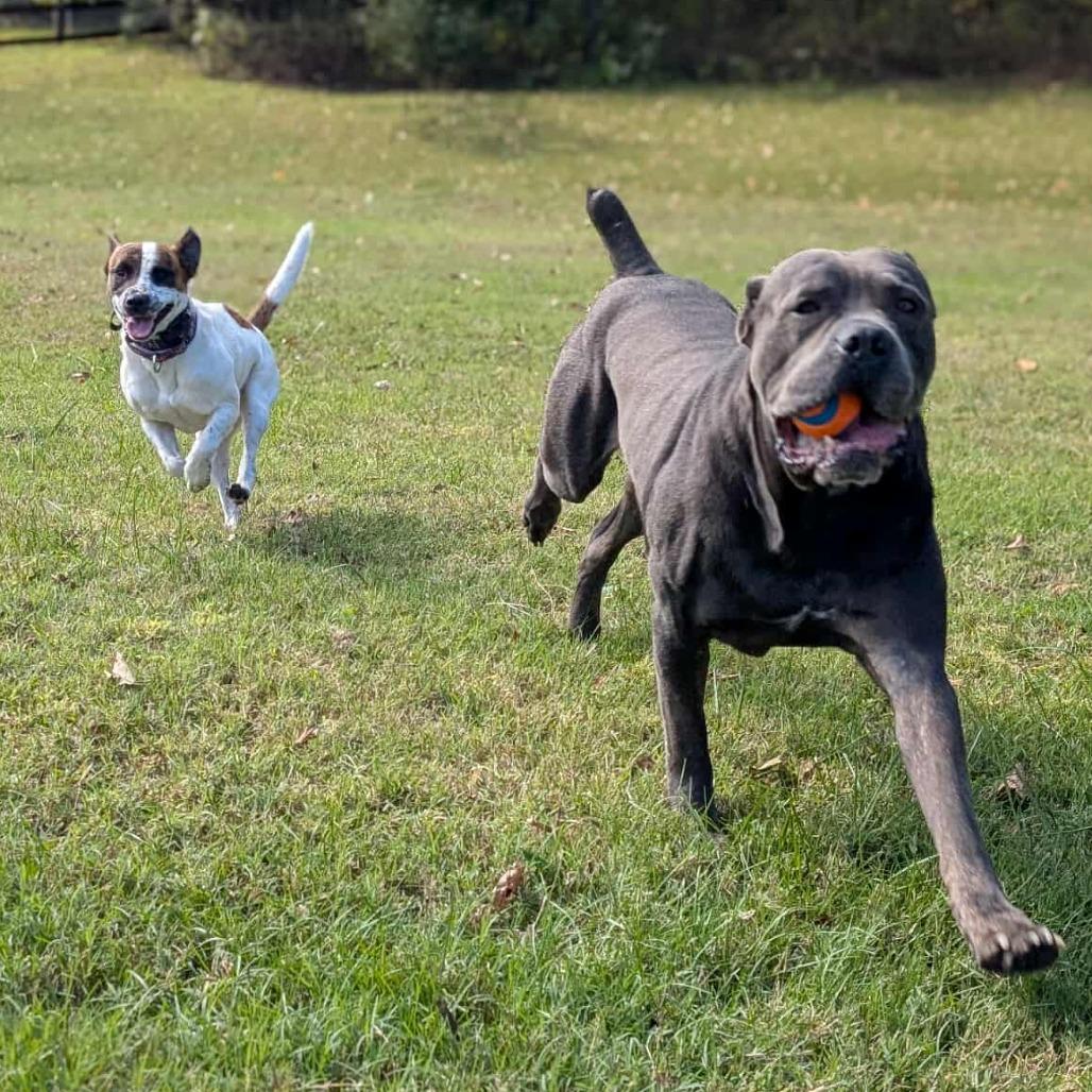 Enlarge Sugah, a Adoptable Mixed Breed in Clarksville, TN image 5/5