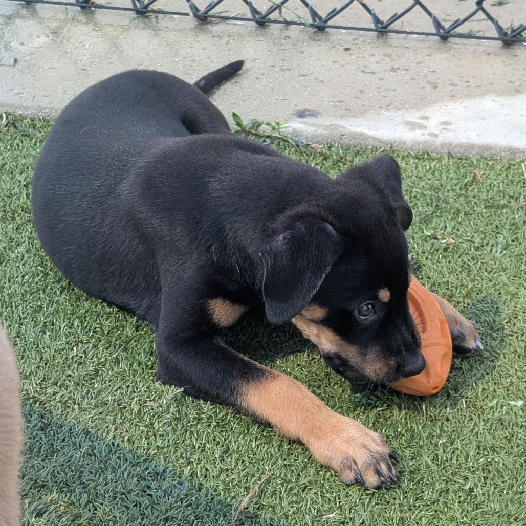 Rumbleberry, Adoptable, Puppy Male Mixed Breed & Mixed Breed.