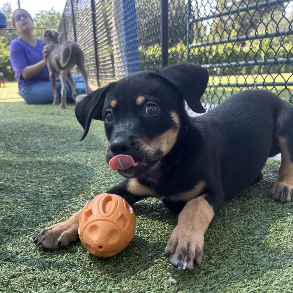 Rumbleberry, a Adoptable mixed breed in Bryan, TX image 2/6