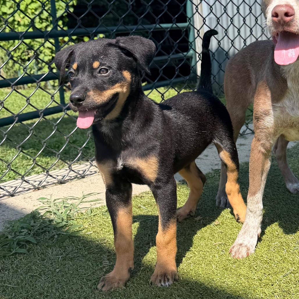 Rumbleberry, a Adoptable mixed breed in Bryan, TX image 3/6