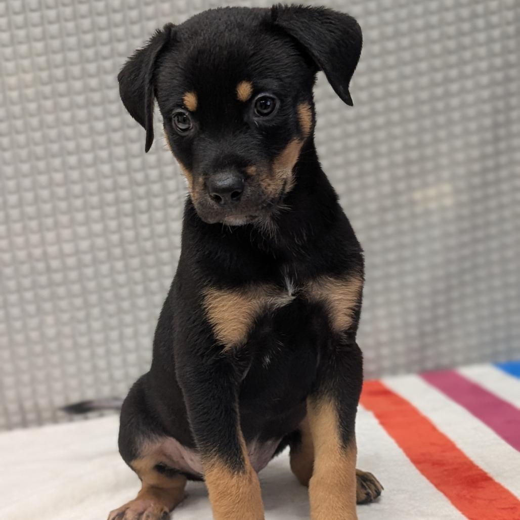 Rumbleberry, a Adoptable mixed breed in Bryan, TX image 4/6