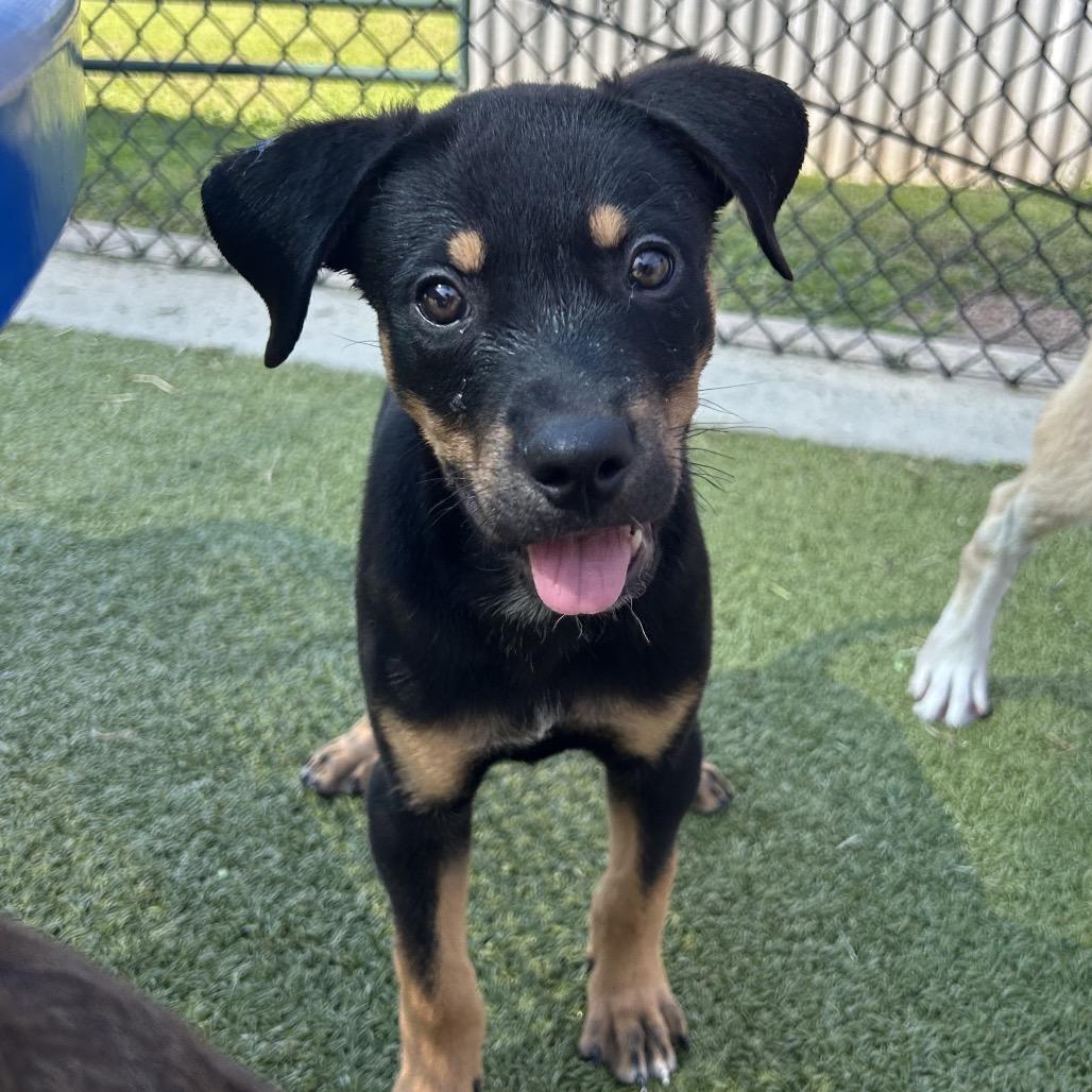 Rumbleberry, a Adoptable mixed breed in Bryan, TX image 5/6