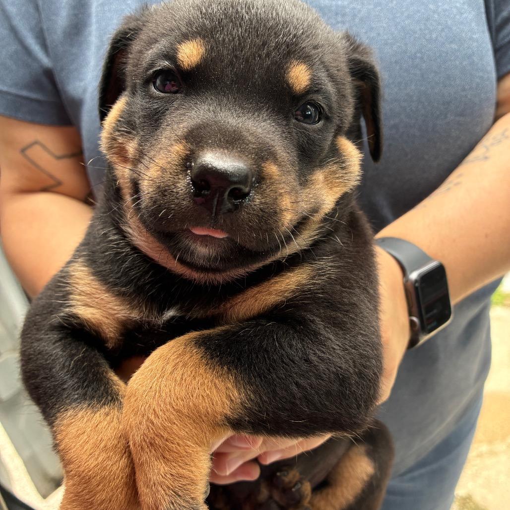 Rumbleberry, a Adoptable mixed breed in Bryan, TX image 6/6