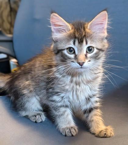 Tachi, Adoptable, Kitten Female Domestic Medium Hair & Domestic Short Hair.