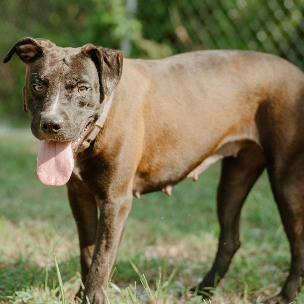 Luna, Adoptable, Adult Female Black Labrador Retriever & Mixed Breed.