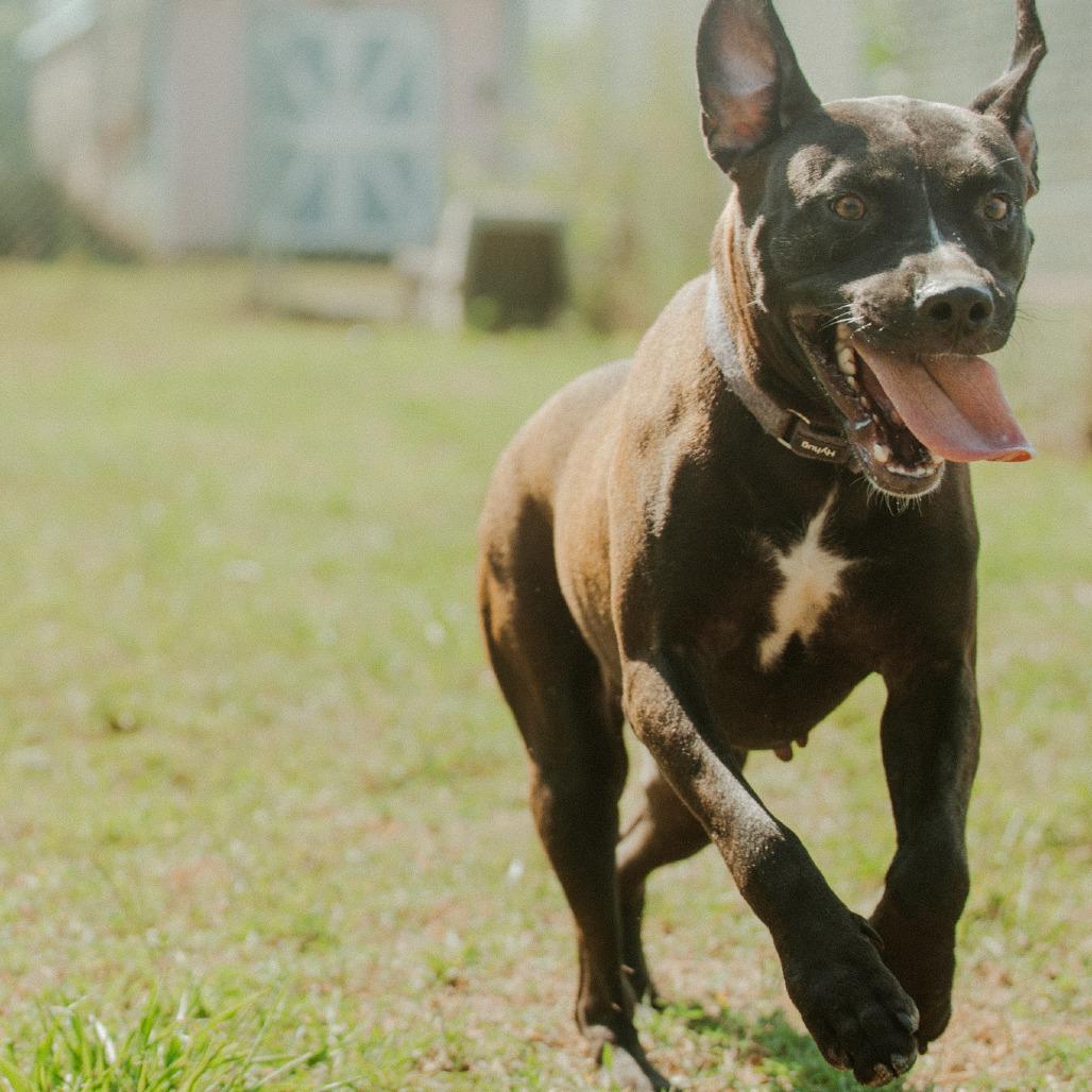 Enlarge Luna, a Adoptable mixed breed in Hohenwald, TN image 2/4