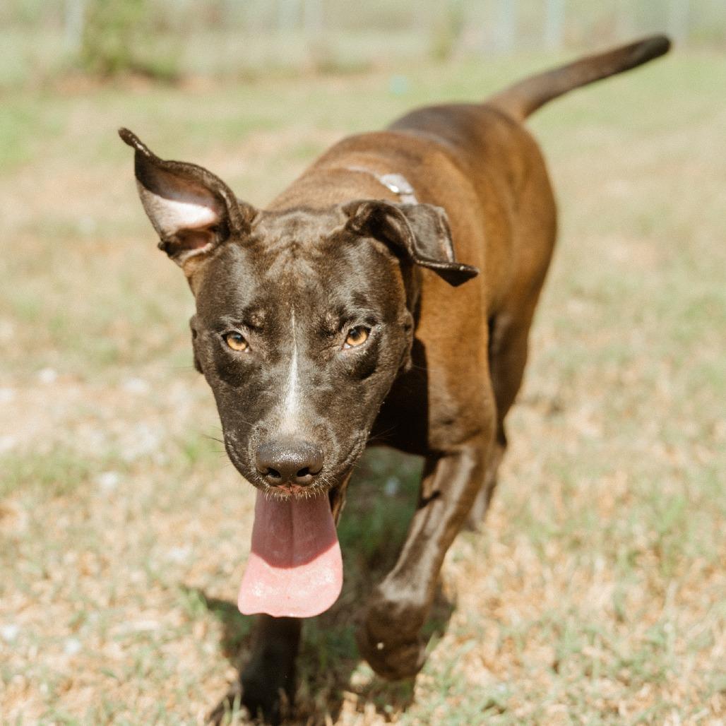 Enlarge Luna, a Adoptable mixed breed in Hohenwald, TN image 3/4