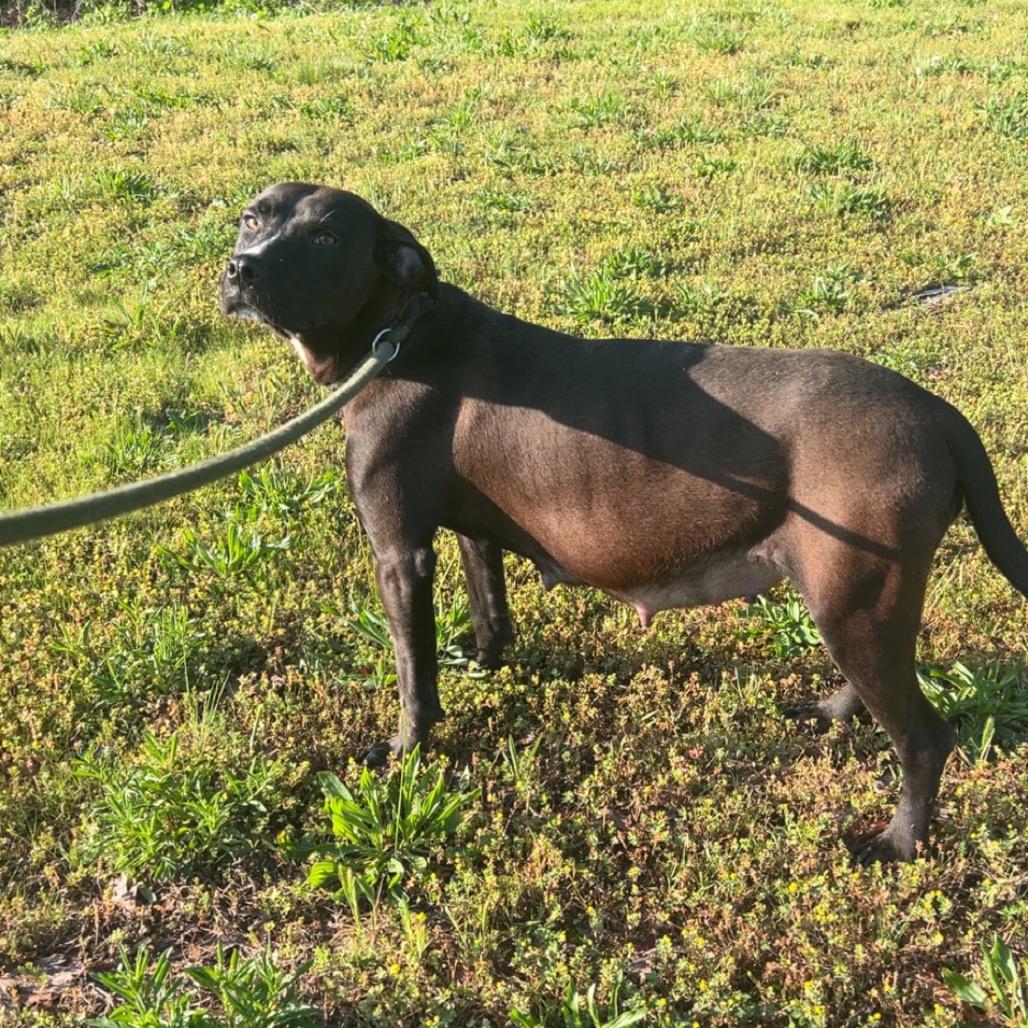 Enlarge Luna, a Adoptable mixed breed in Hohenwald, TN image 4/4