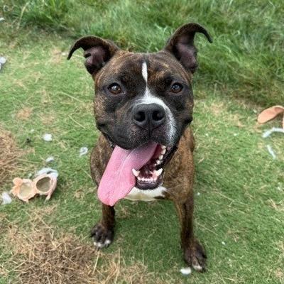 Fanta, Adoptable, Adult Male Boxer & Mixed Breed.