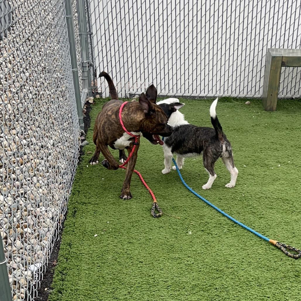 Enlarge Fanta, a Adoptable mixed breed in Bristol, IN image 2/5