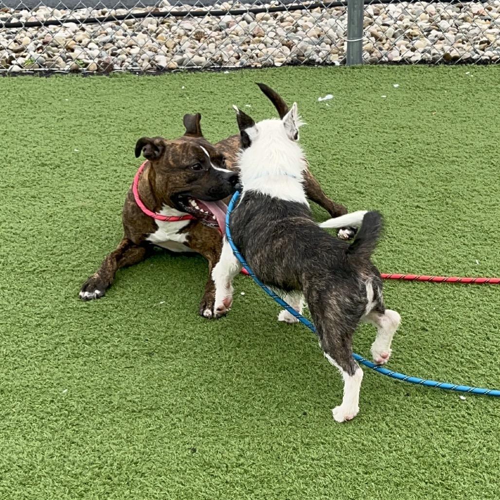 Enlarge Fanta, a Adoptable mixed breed in Bristol, IN image 3/5