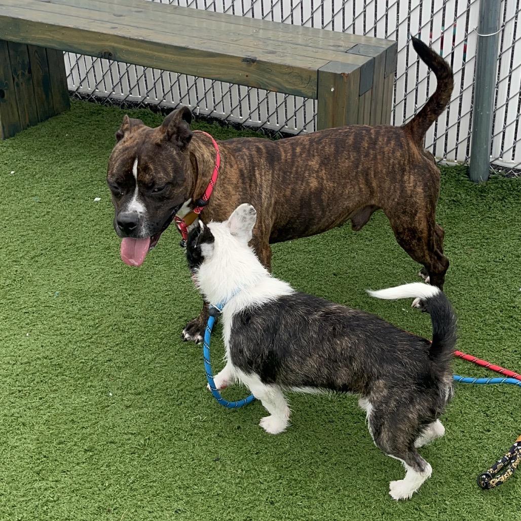 Enlarge Fanta, a Adoptable mixed breed in Bristol, IN image 5/5
