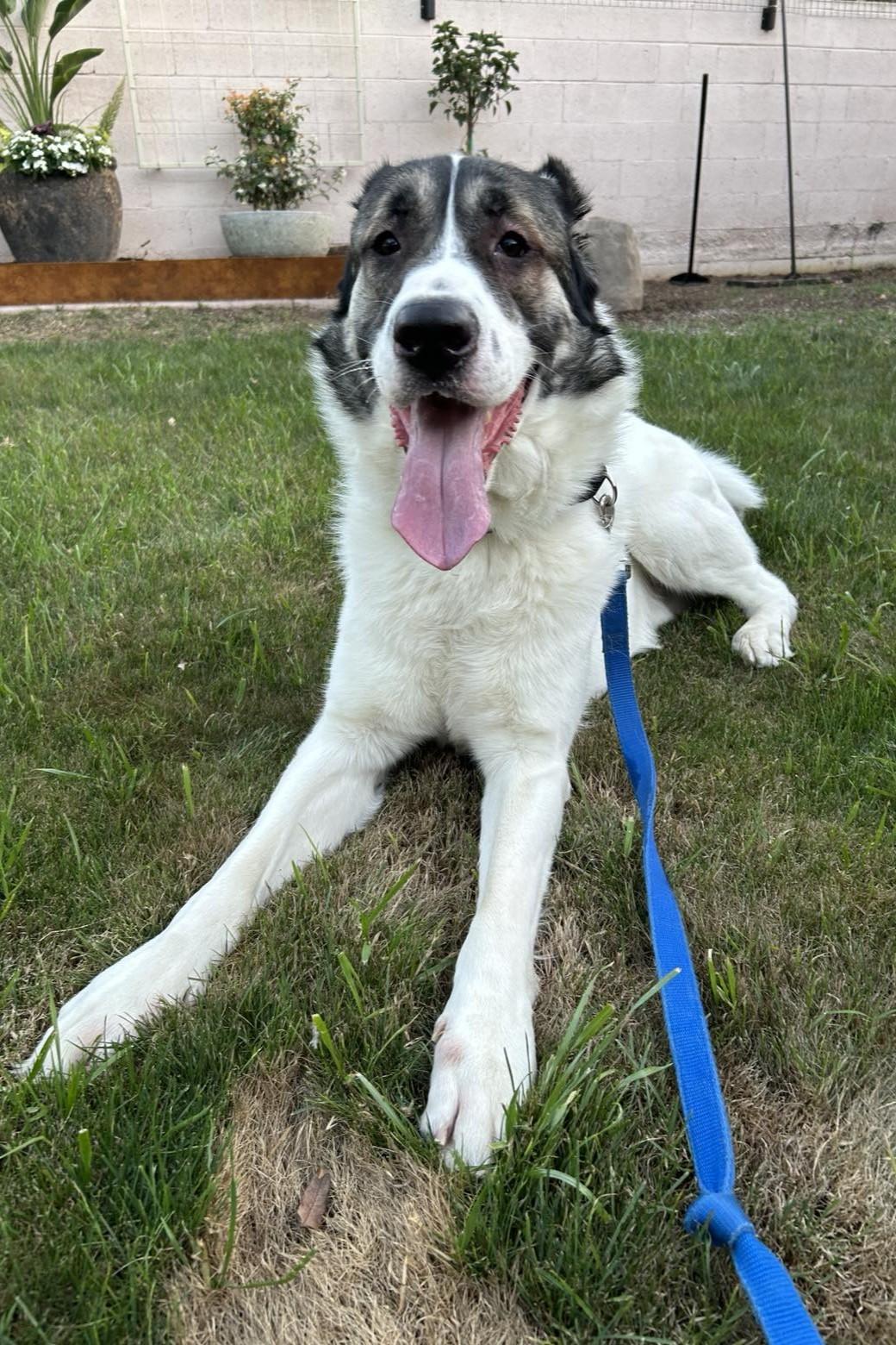 Ridge, Adoptable, Adult Male Shepherd.
