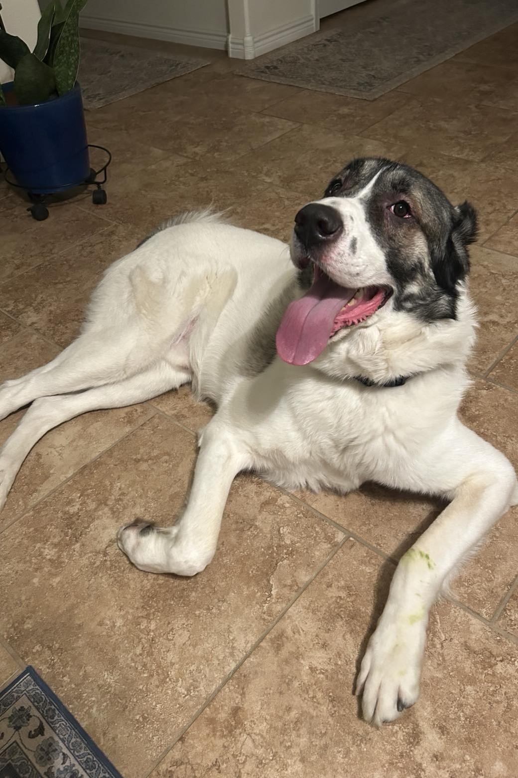 Ridge, a Adoptable Shepherd in Mesa, AZ image 2/3