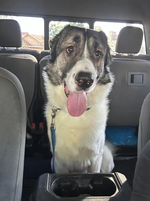 Ridge, a Adoptable Shepherd in Mesa, AZ image 3/3