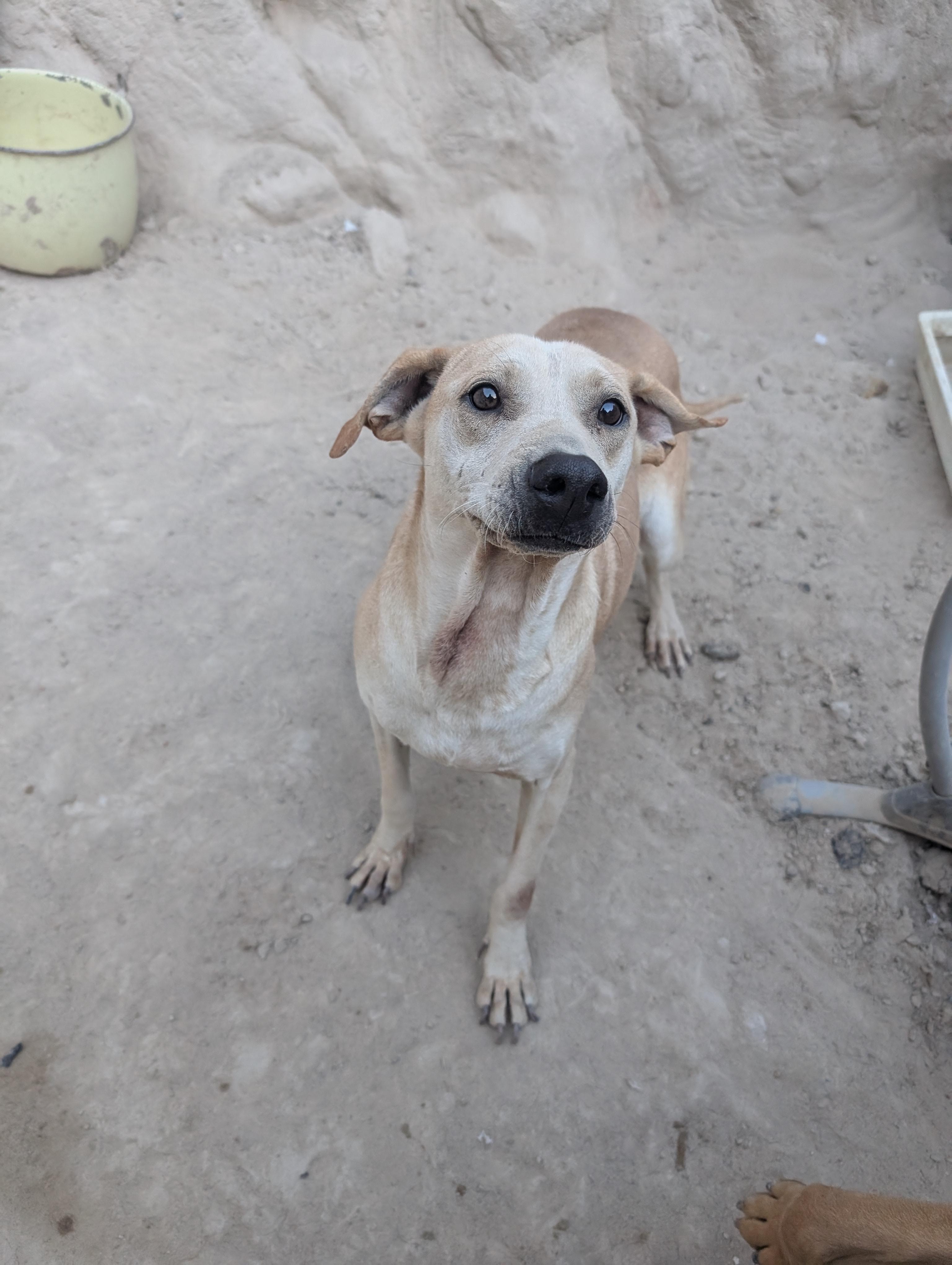 Enlarge Guera, a Adoptable Mixed Breed in Puyallup, WA image 4/6