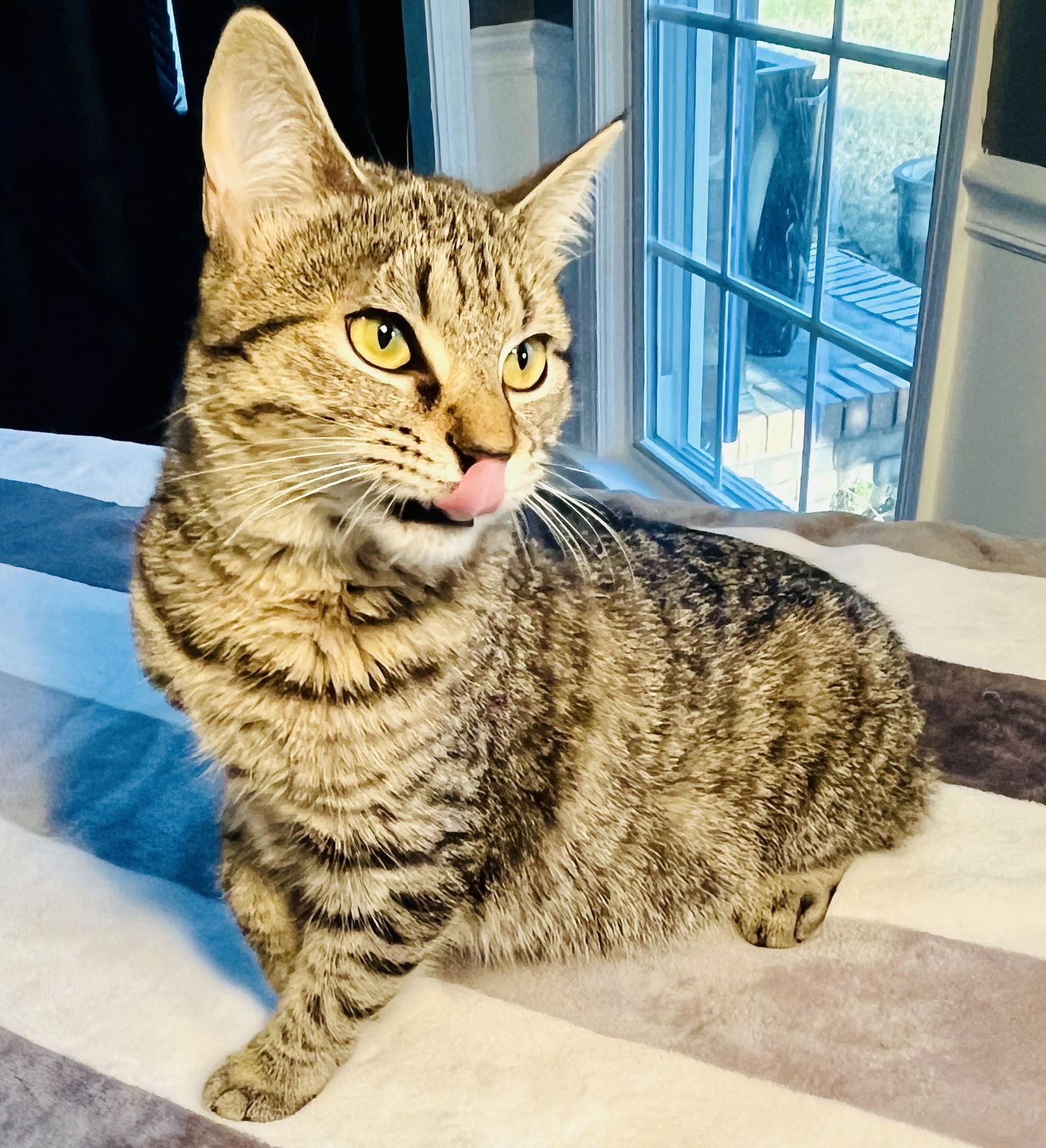 Kiawah, Adoptable, Kitten Female Domestic Short Hair.