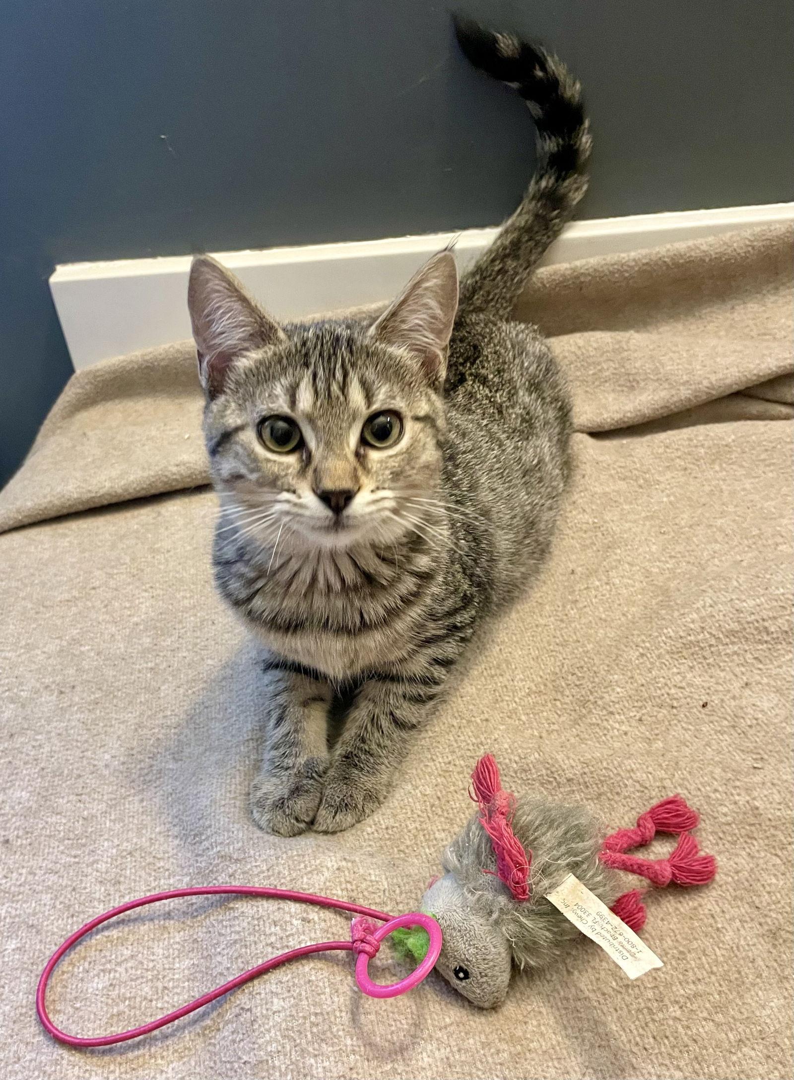 Kiawah, a Adoptable Domestic Short Hair in Lexington, SC image 2/3