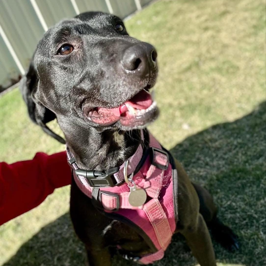 Wanda, a Adoptable mixed breed in Lubbock, TX image 1/5