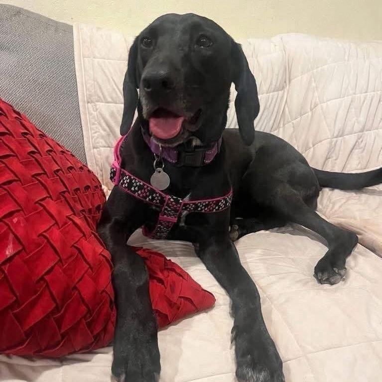 Enlarge Wanda, a Adoptable mixed breed in Lubbock, TX image 6/6